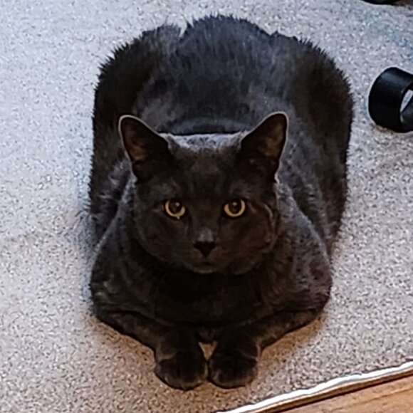 Meet your Posher, Elvaerwyn! - Picture 2 of 15